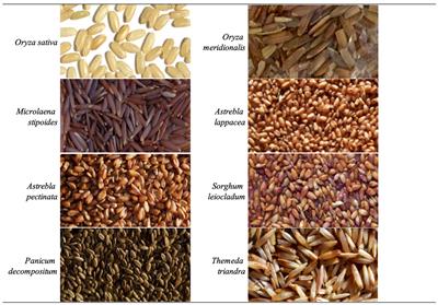 The nutritional composition of Australian native grains used by First Nations people and their re-emergence for human health and sustainable food systems